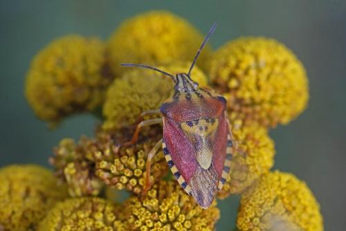 Carpocoris purpureipennis